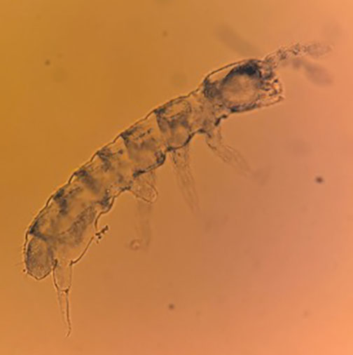 コケに棲むトビムシの研究
